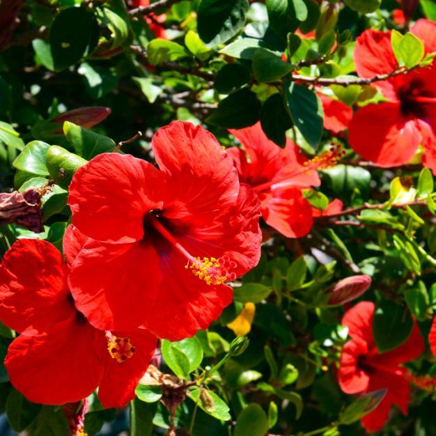 Photo de l'hibiscus 