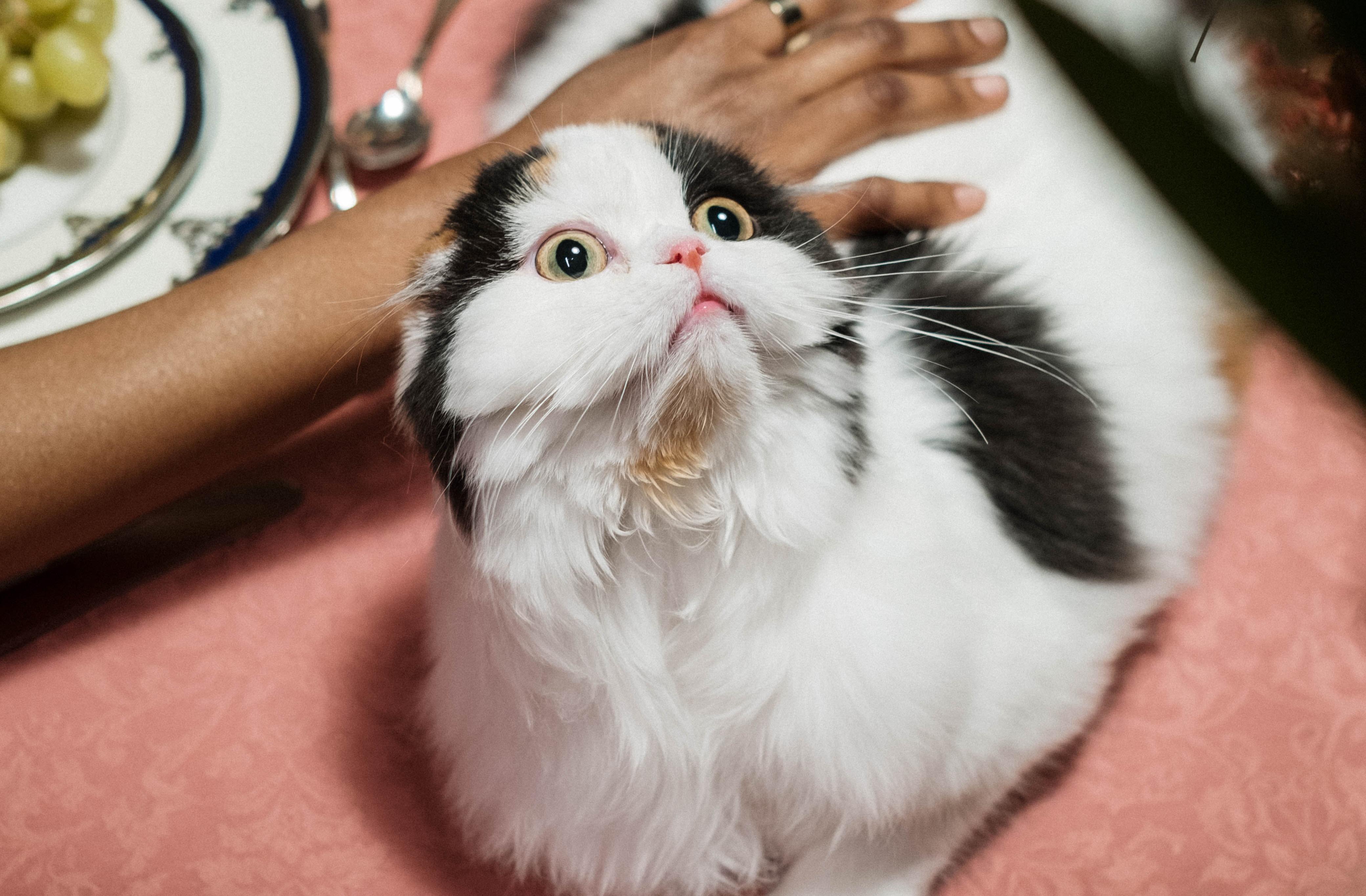 Chat noir et blanc surpris avec des yeux ronds et les oreilles aplaties 