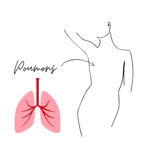 Croquis montrant les poumons