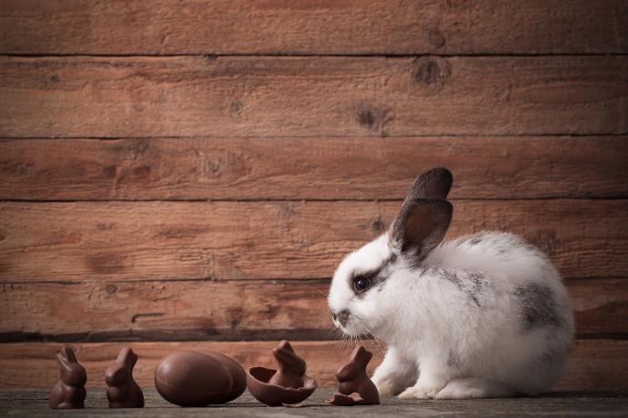 Lapin à côté d'œufs en chocolat 